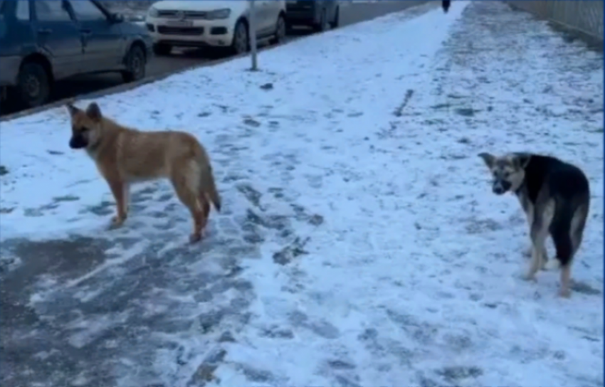 Десять бездомных собак было отловлено в Волгодонске в январе