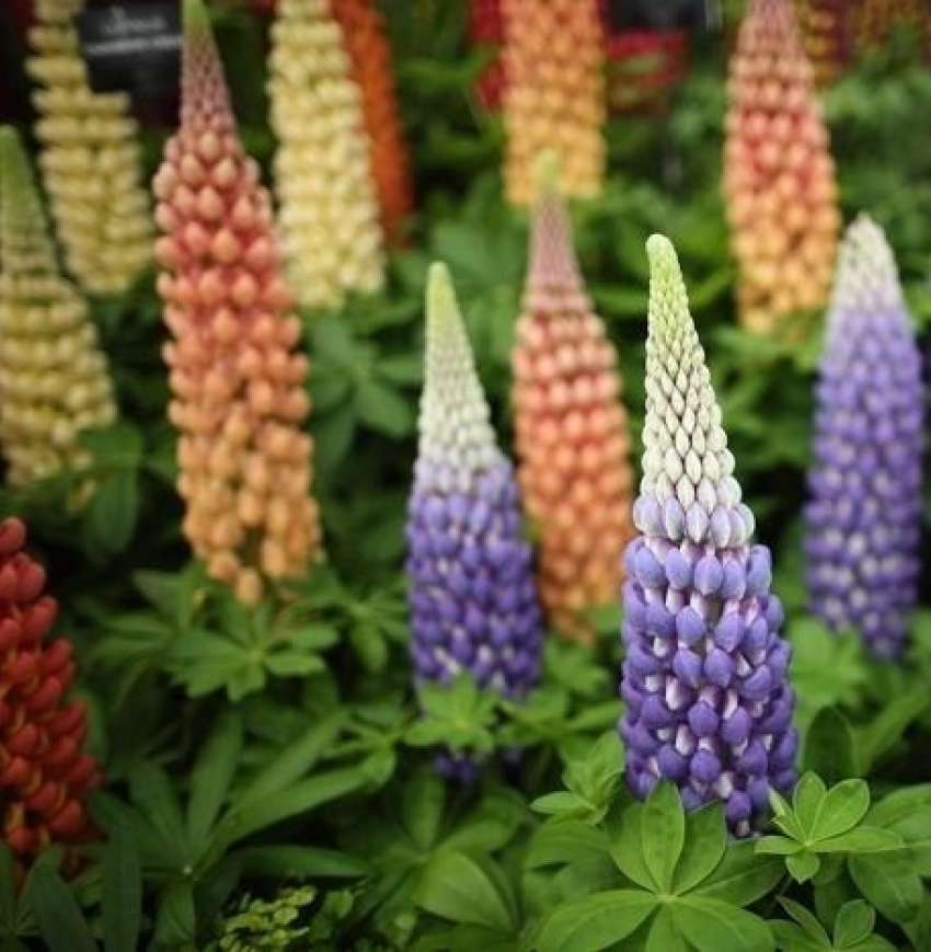 Волгодонцев приглашают принять участие в выставке цветов