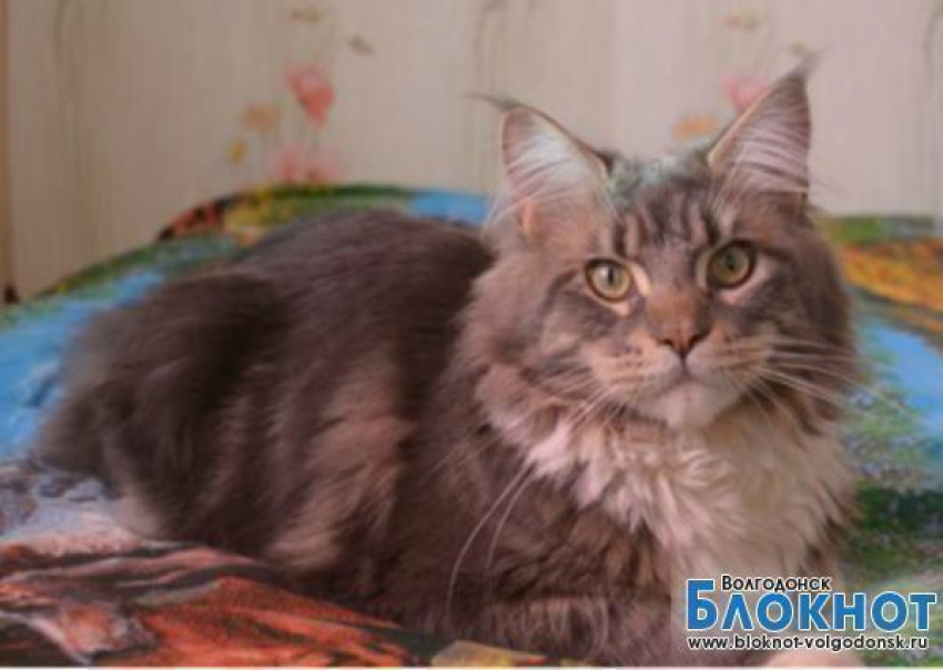 Майкл - 69-й участник конкурса «Самый красивый кот Волгодонска»
