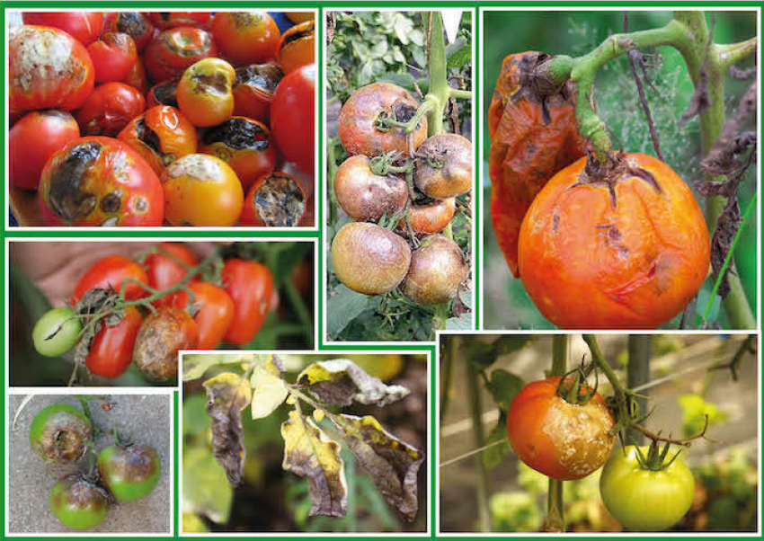 Как замедлить фитофтору и спасти свои помидоры 