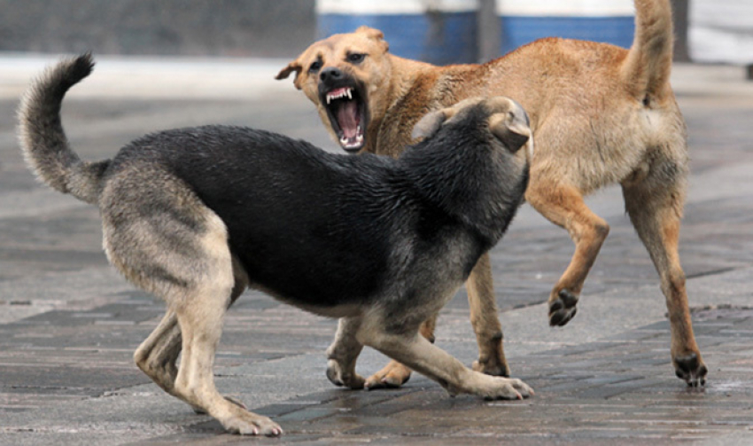 В одном из скверов Волгодонска свора бездомных собак нападает на людей, - житель города