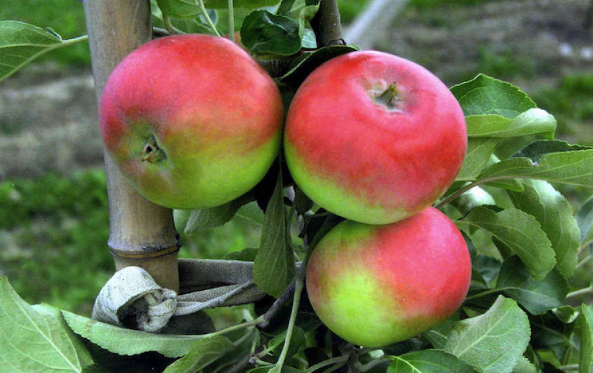 Где найти супер урожайные груши и яблони?