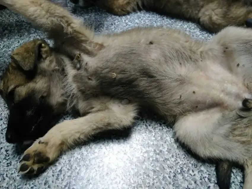 «Проглотив всего одну блоху, ваш питомец рискует стать «хозяином» для злого паразита»: ветеринары  