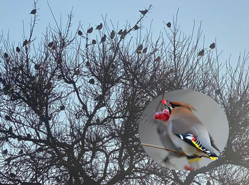 Огромная стая кочующих свиристелей с хохолками прилетела в Волгодонск 