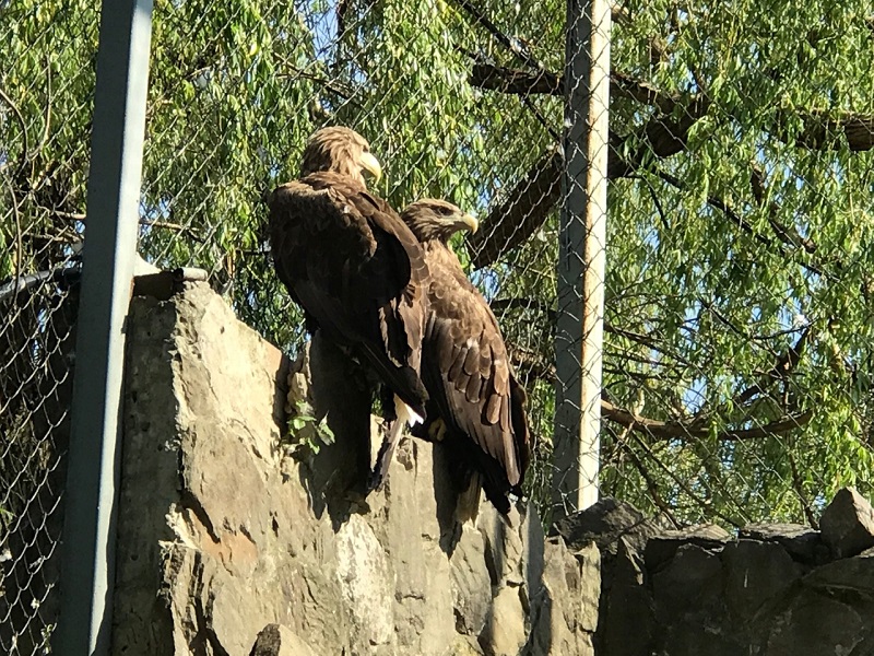 орланы в ростовском зоопарке.jpg