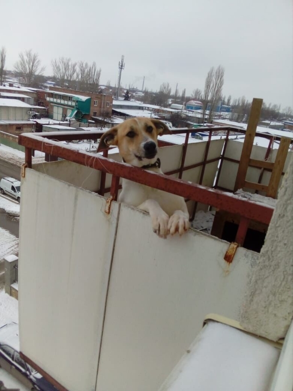 Пес на балконе